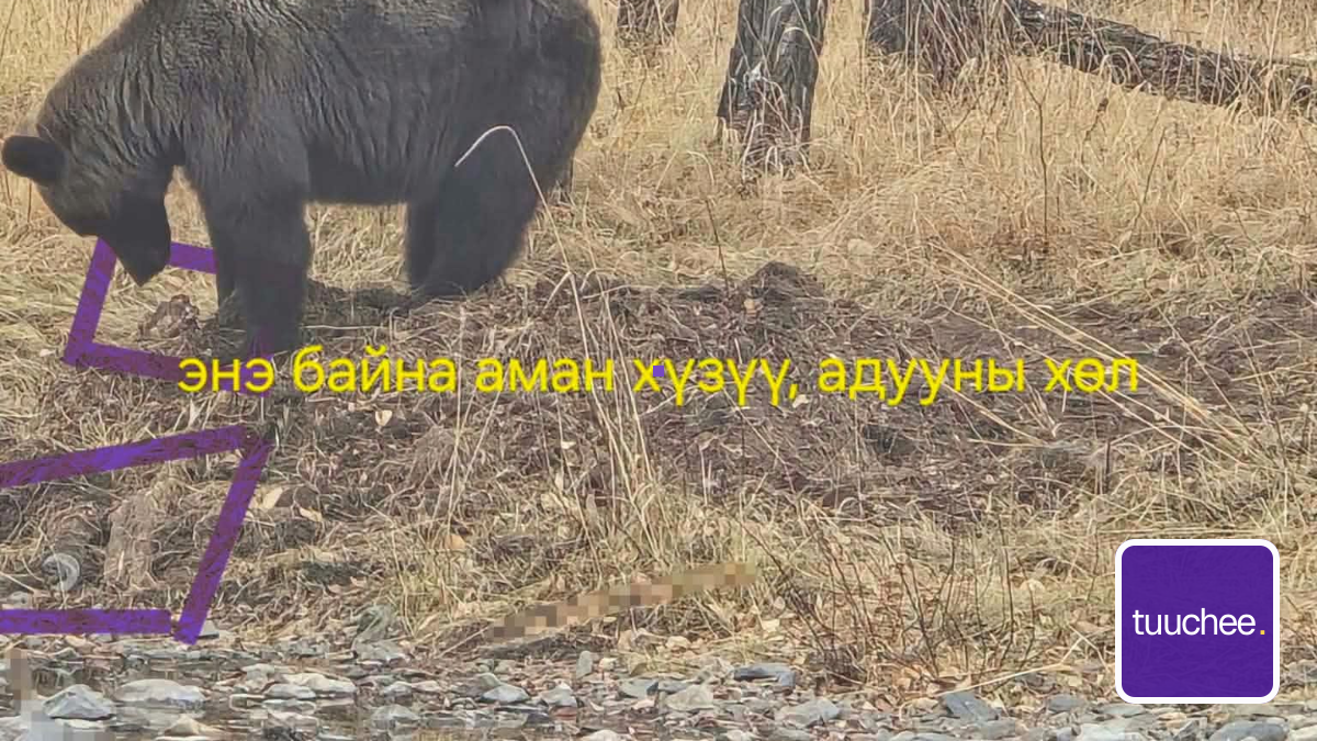 Хүрэн баавгай суурьшлын бүсэд ойртсон талаар дуудлага мэдээллийн дагуу